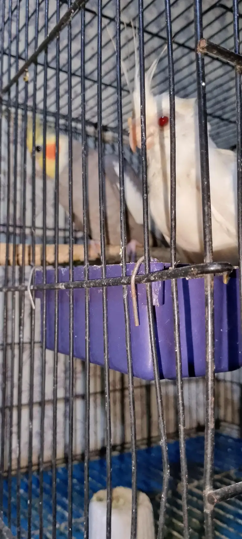 Eno Red eyes female Black Male — photo 3