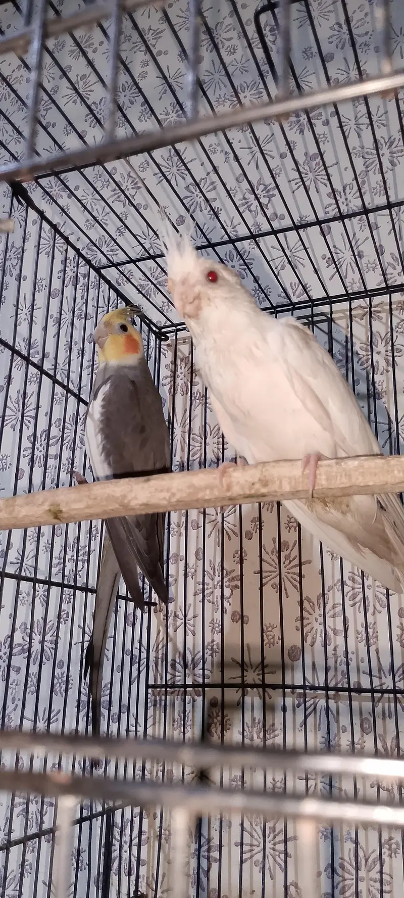 Eno Red eyes female Black Male — photo 4