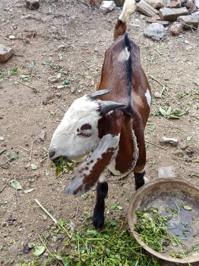 mix breed Desi bakray