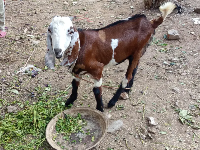 mix breed Desi bakray — photo 2