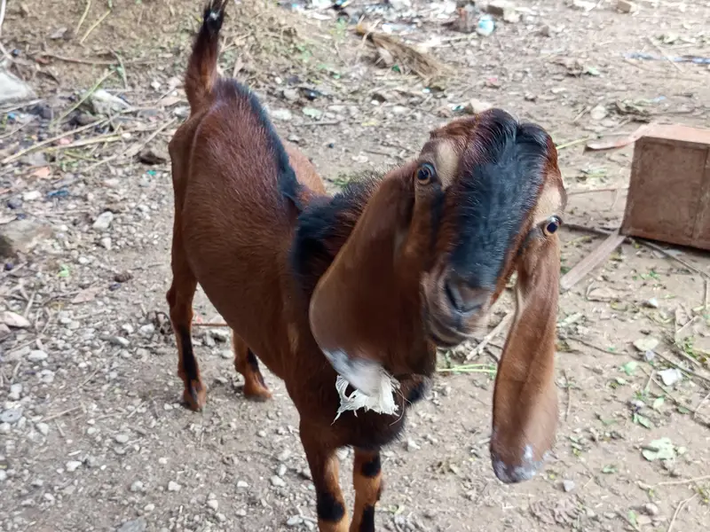 mix breed Desi bakray — photo 3