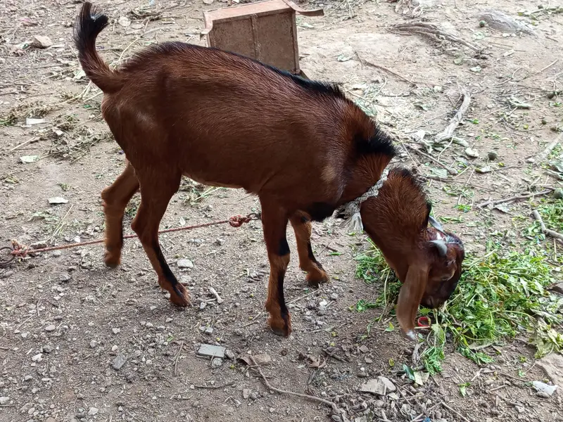 mix breed Desi bakray — photo 4