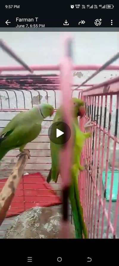 Ringneck breeder pair with breeding history. Female is talking