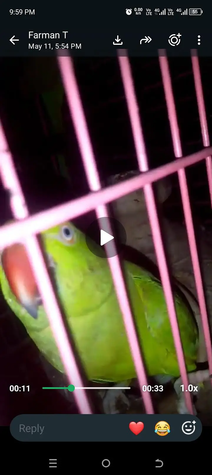 Ringneck breeder pair with breeding history. Female is talking — photo 2