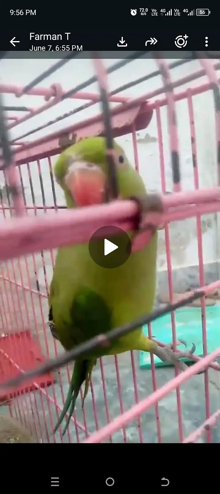 Ringneck breeder pair with breeding history. Female is talking — photo 3