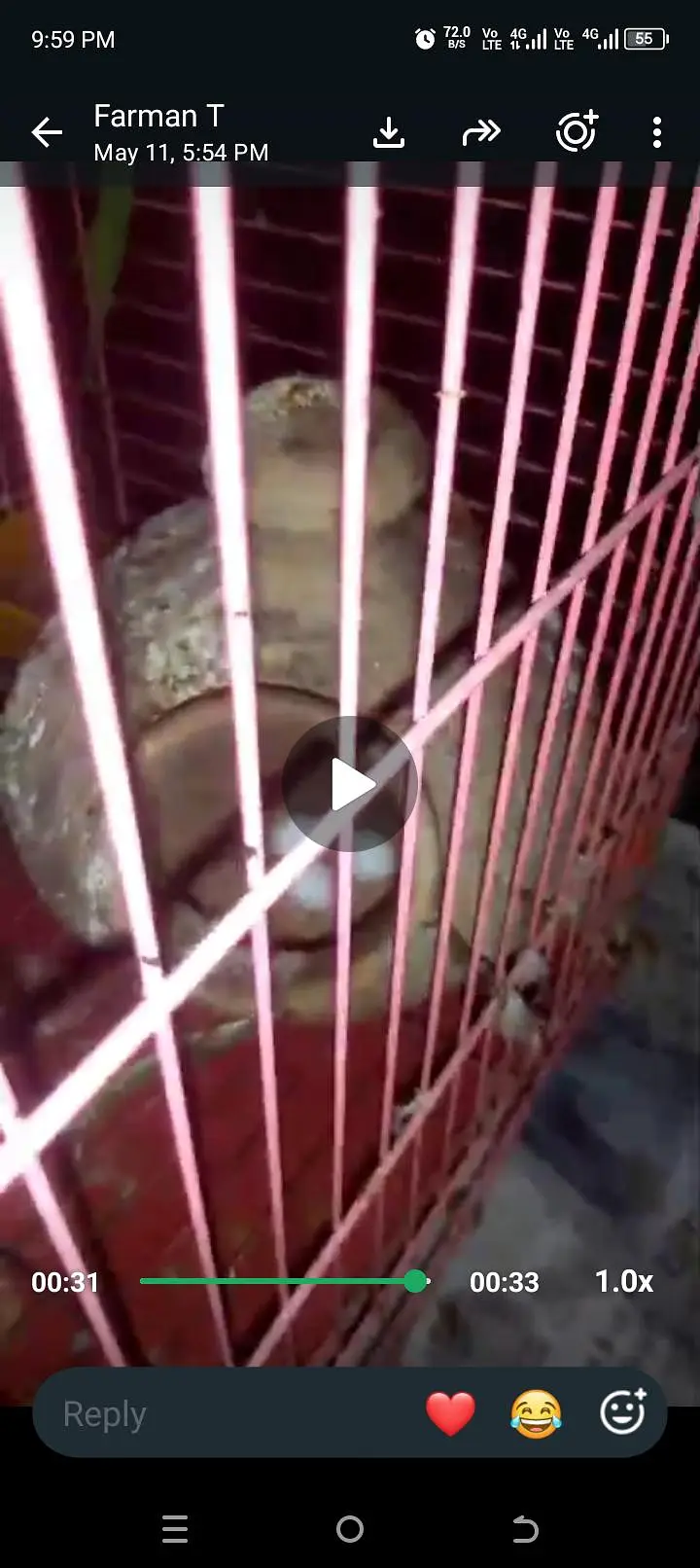 Ringneck breeder pair with breeding history. Female is talking — photo 4
