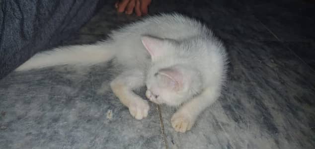 White Odd-Eyed Kitten (Self-Eating and Litter Trained)