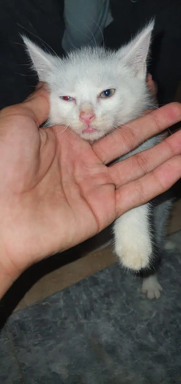 White Odd-Eyed Kitten (Self-Eating and Litter Trained) — photo 2