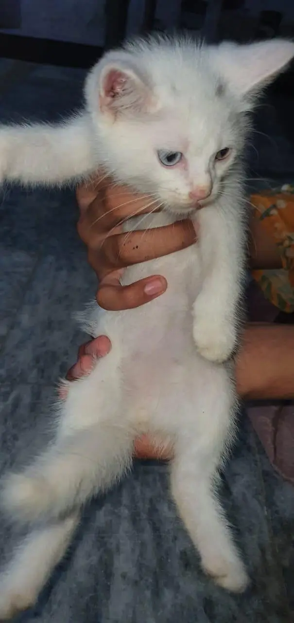 White Odd-Eyed Kitten (Self-Eating and Litter Trained) — photo 3
