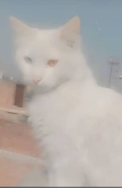 male white cat
