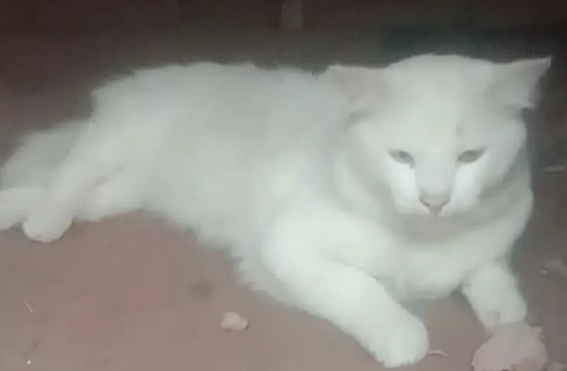 male white cat — photo 2