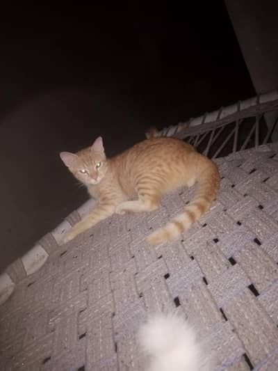 My cats home