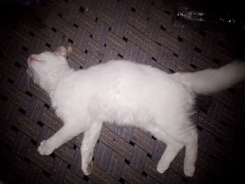 My cats home — photo 2
