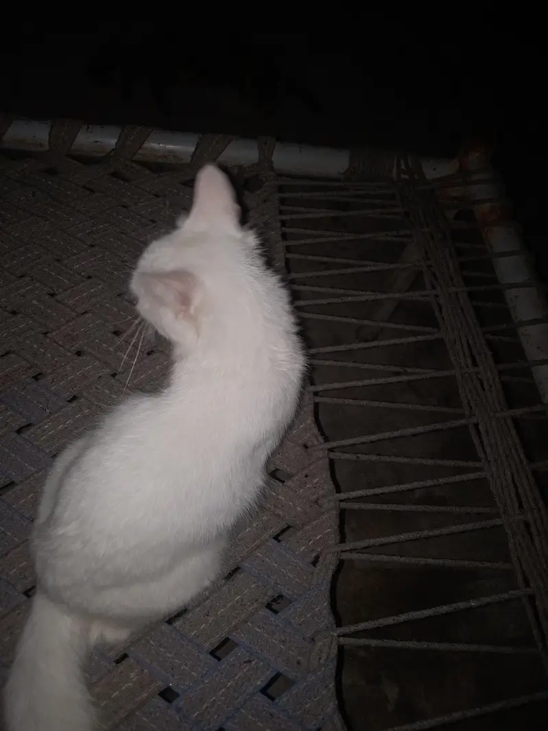 My cats home — photo 3