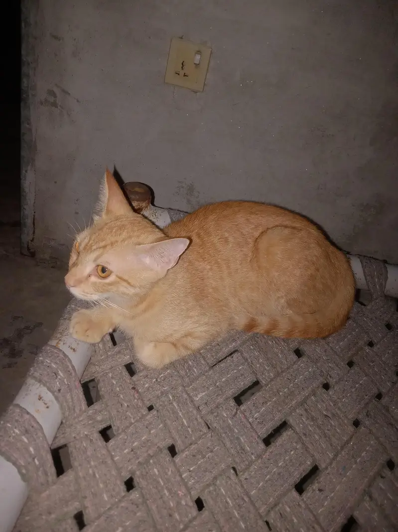 My cats home — photo 4