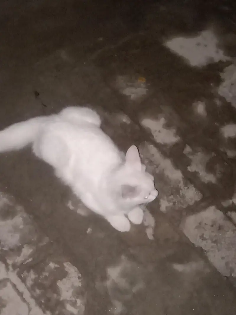 My cats home — photo 5
