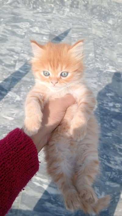 Persian cat available, healthy and beautiful 