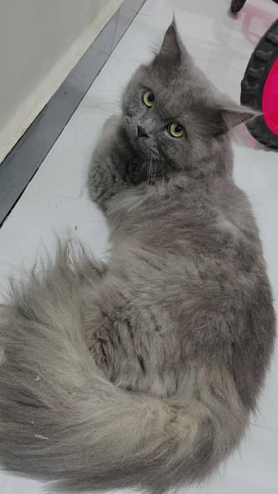 cat for sale