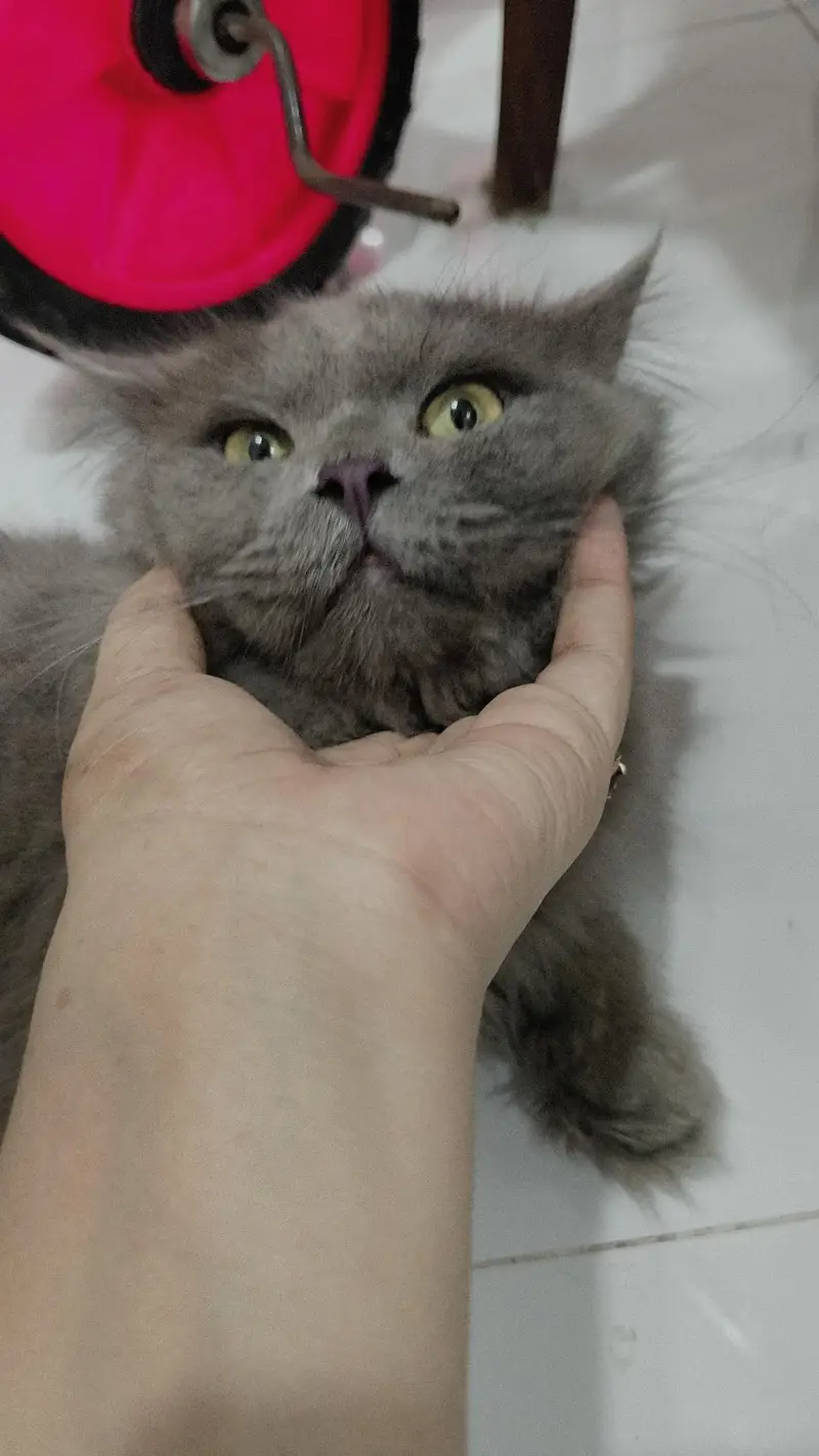 cat for sale — photo 2