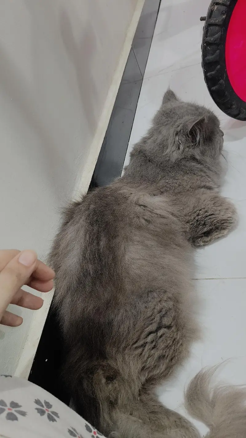 cat for sale — photo 3