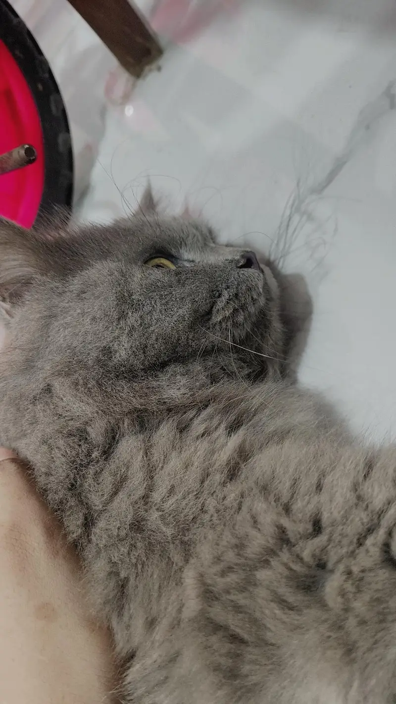 cat for sale — photo 4