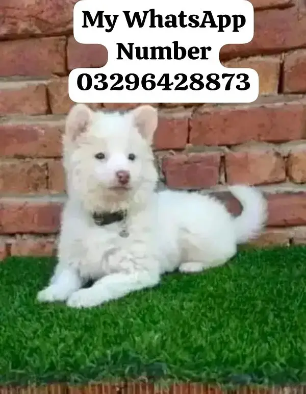 Russian Puppy dog for sale