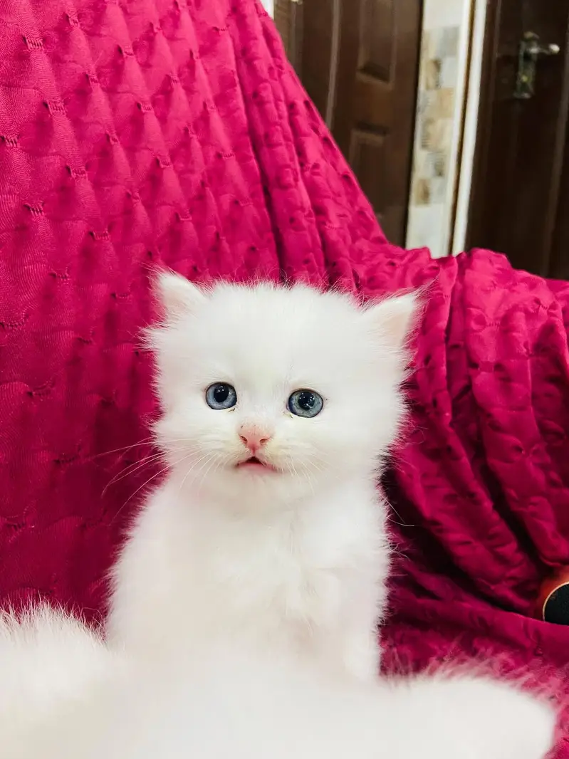 persian cat for sale — photo 3