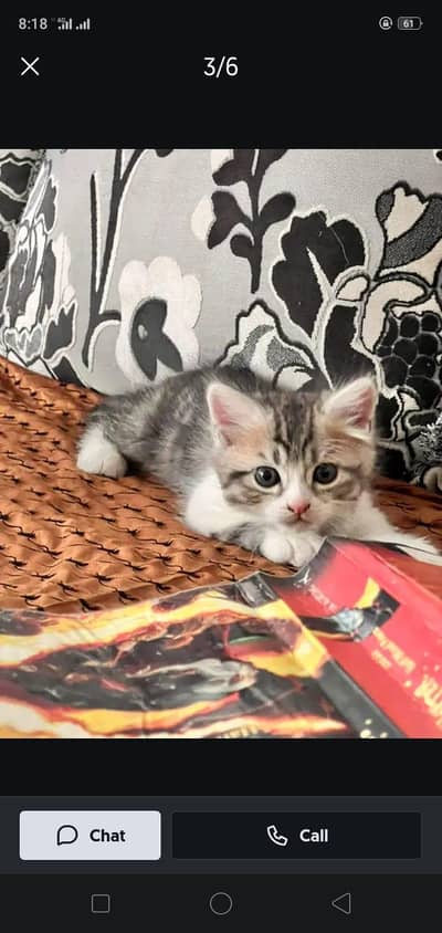 Male kitten