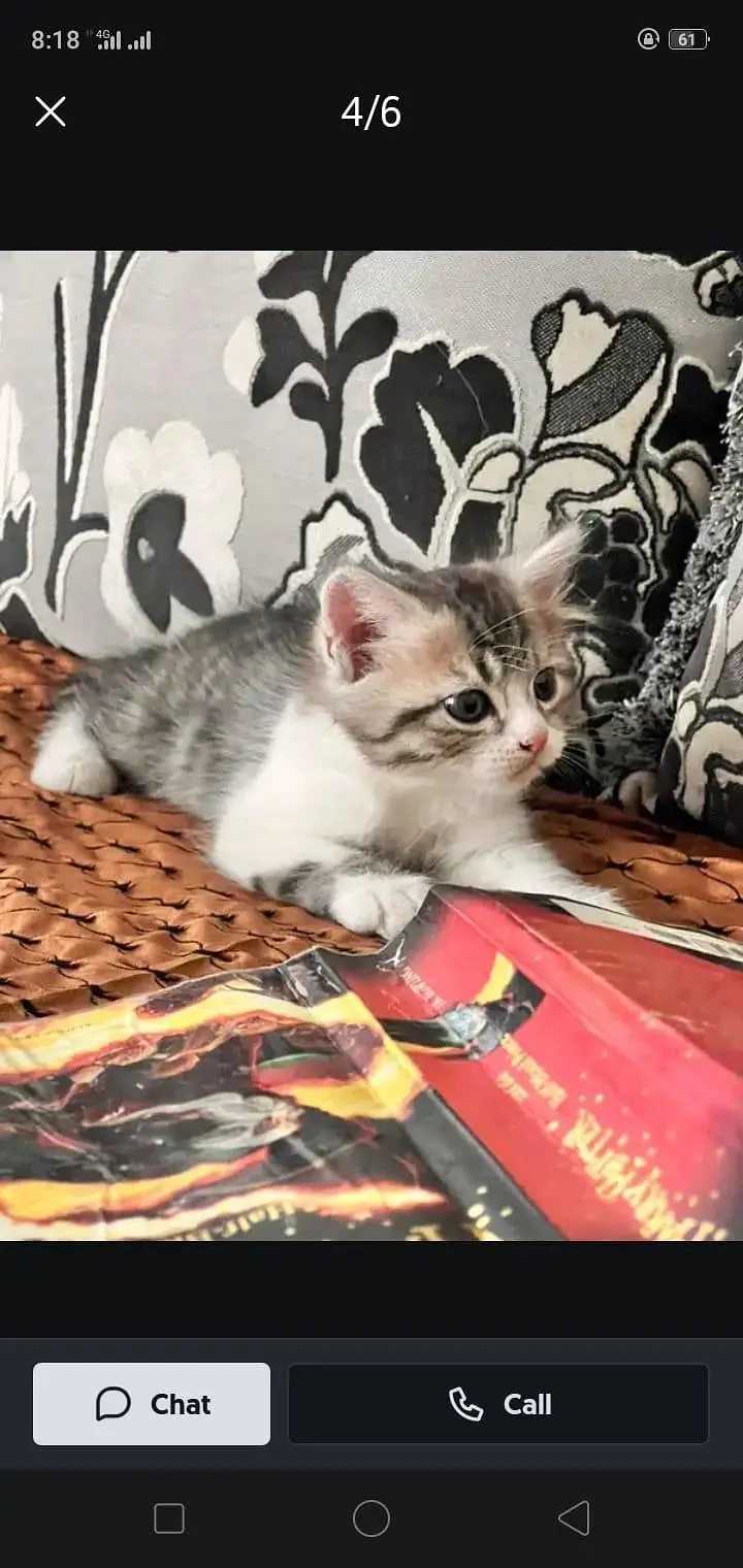 Male kitten — photo 2