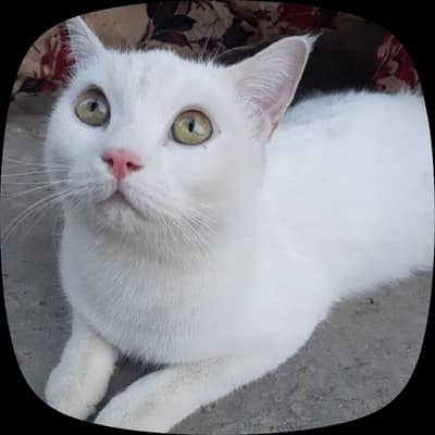 Pet cat full white