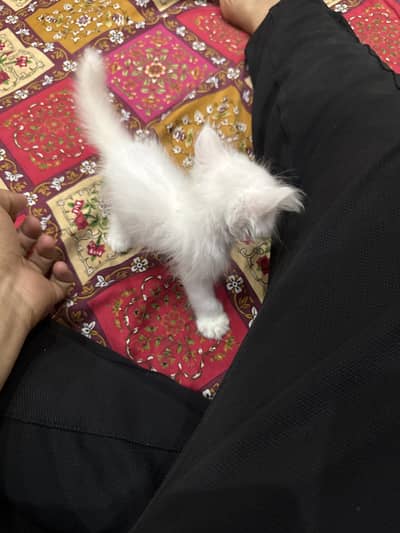 Persian Cats