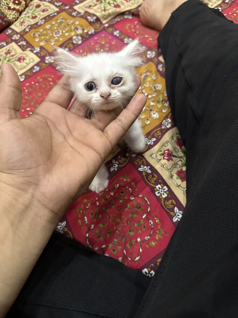Persian Cats — photo 2