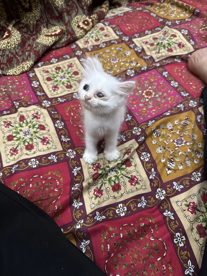 Persian Cats — photo 3