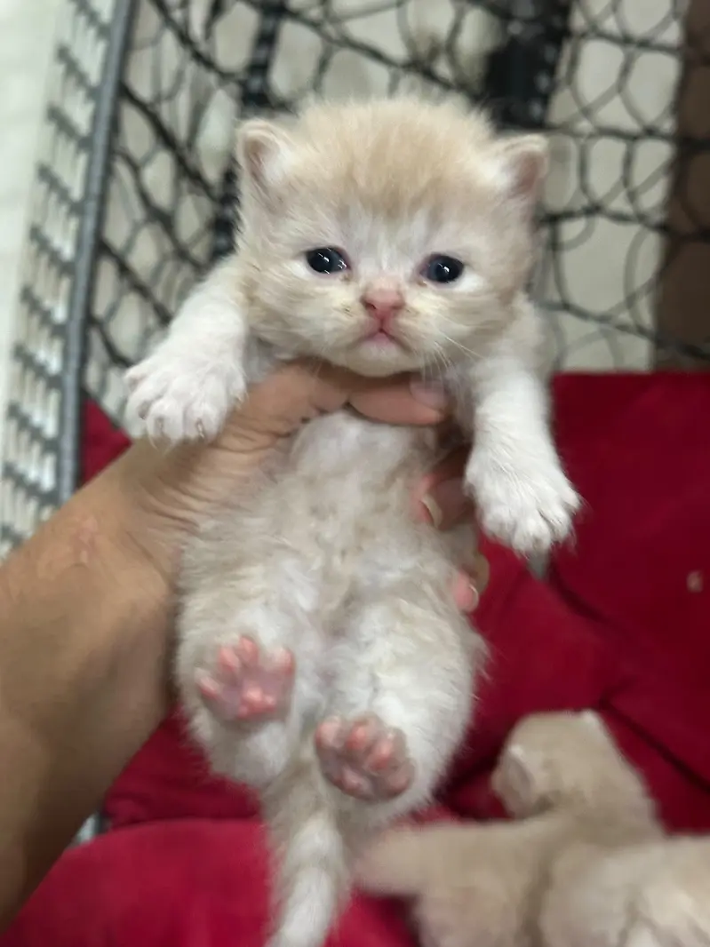 Kittens Available 03225625576 WhatsApp — photo 2