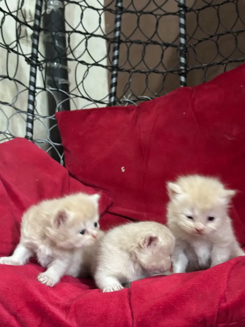 Kittens Available 03225625576 WhatsApp — photo 3