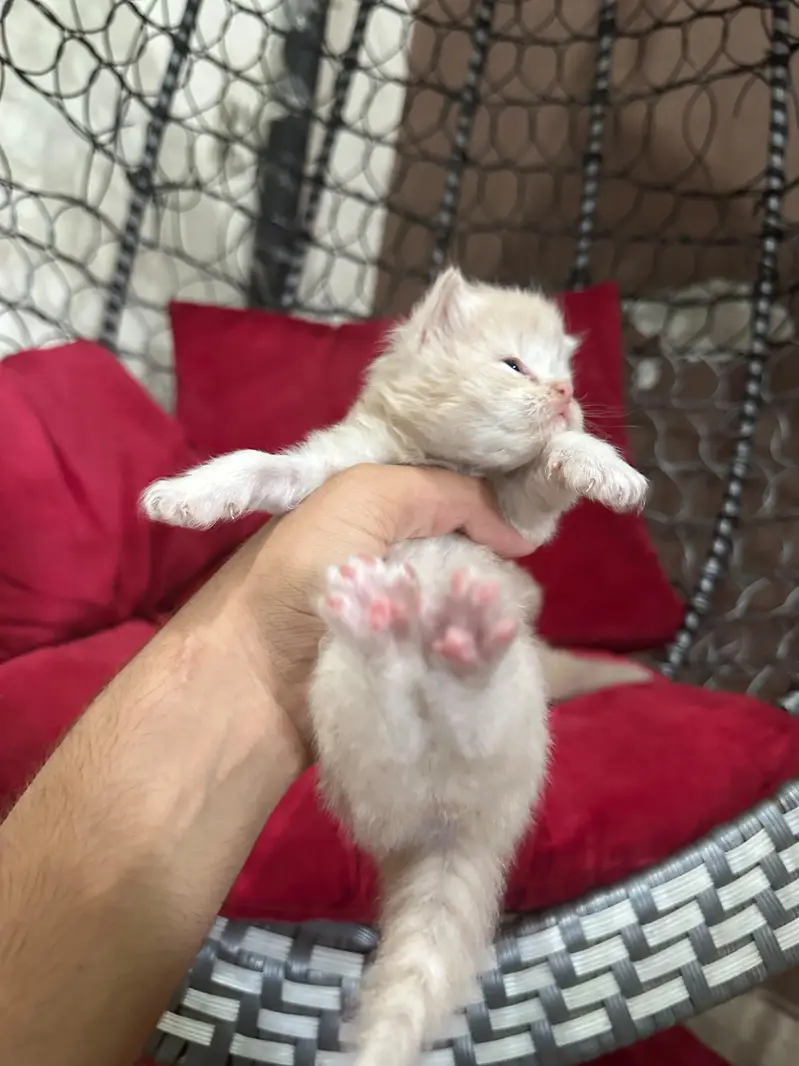 Kittens Available 03225625576 WhatsApp — photo 4
