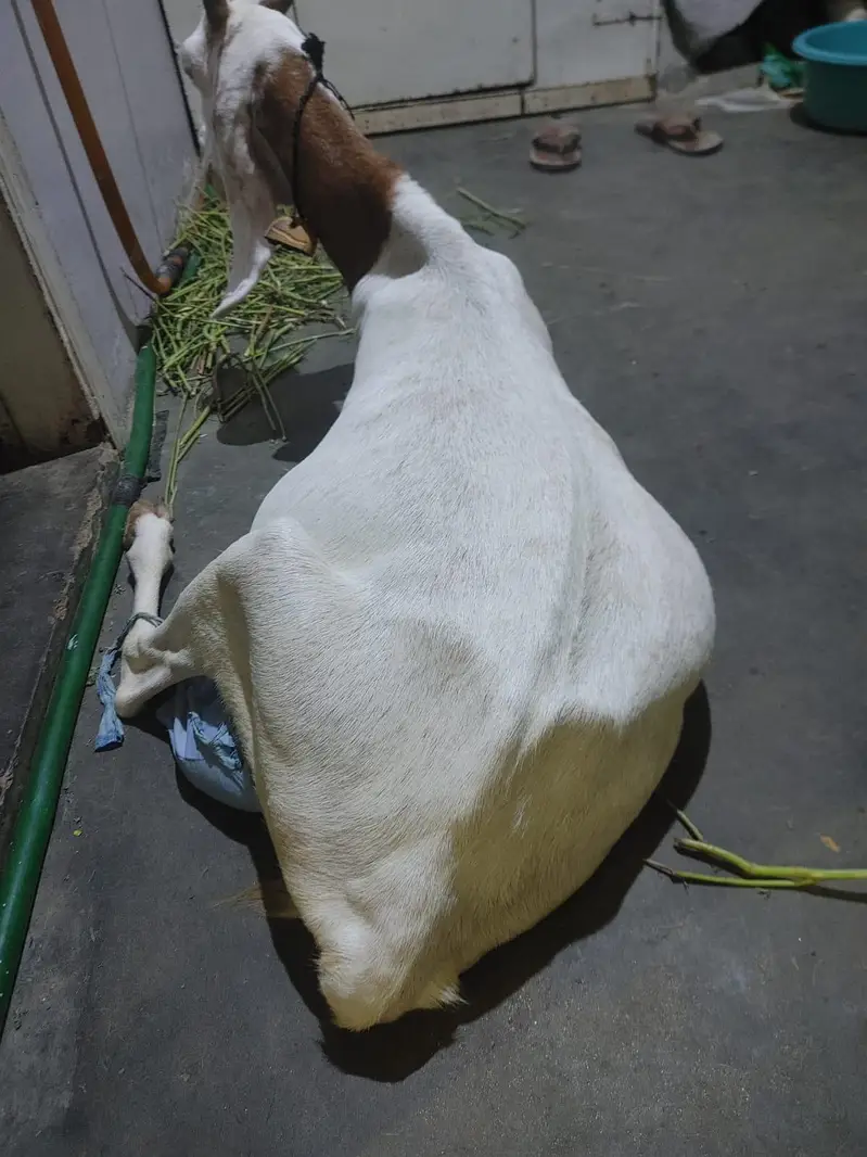 female gaban bakri — photo 3