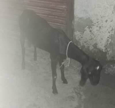 goat for sale