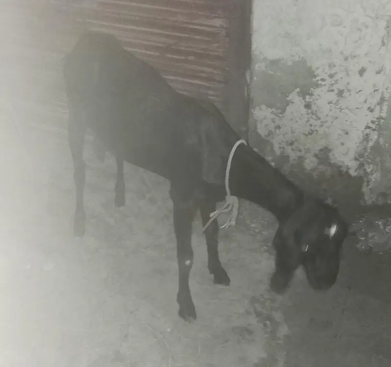 goat for sale