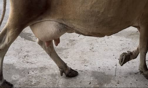 Jarsi cross sahiwal cow taza sui he 15 din huiay 03077884688
