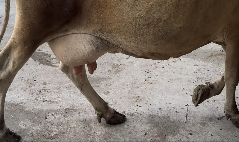 Jarsi cross sahiwal cow taza sui he 15 din huiay 03077884688