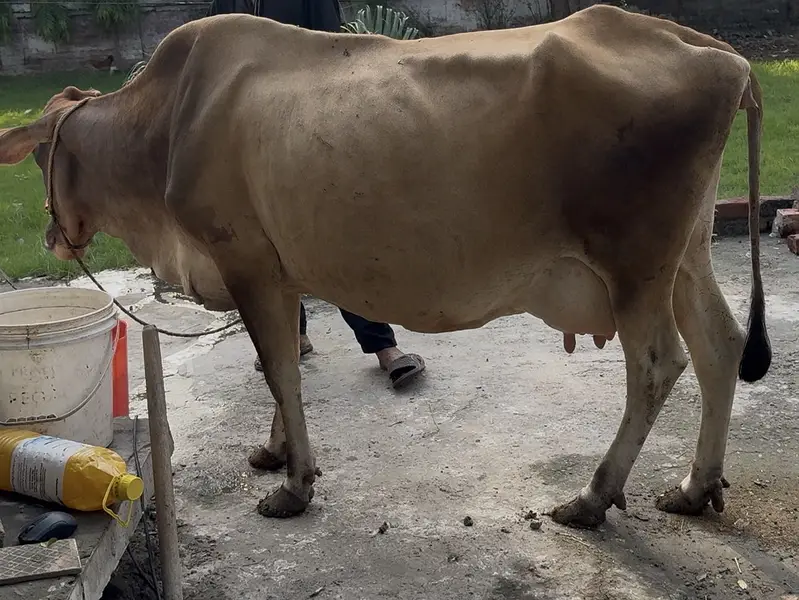 Jarsi cross sahiwal cow taza sui he 15 din huiay 03077884688 — photo 2