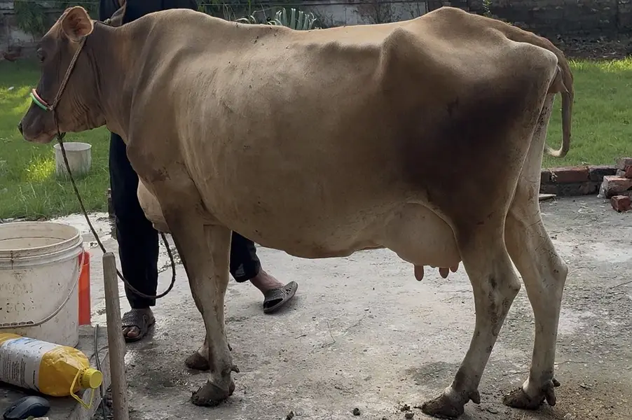 Jarsi cross sahiwal cow taza sui he 15 din huiay 03077884688 — photo 3
