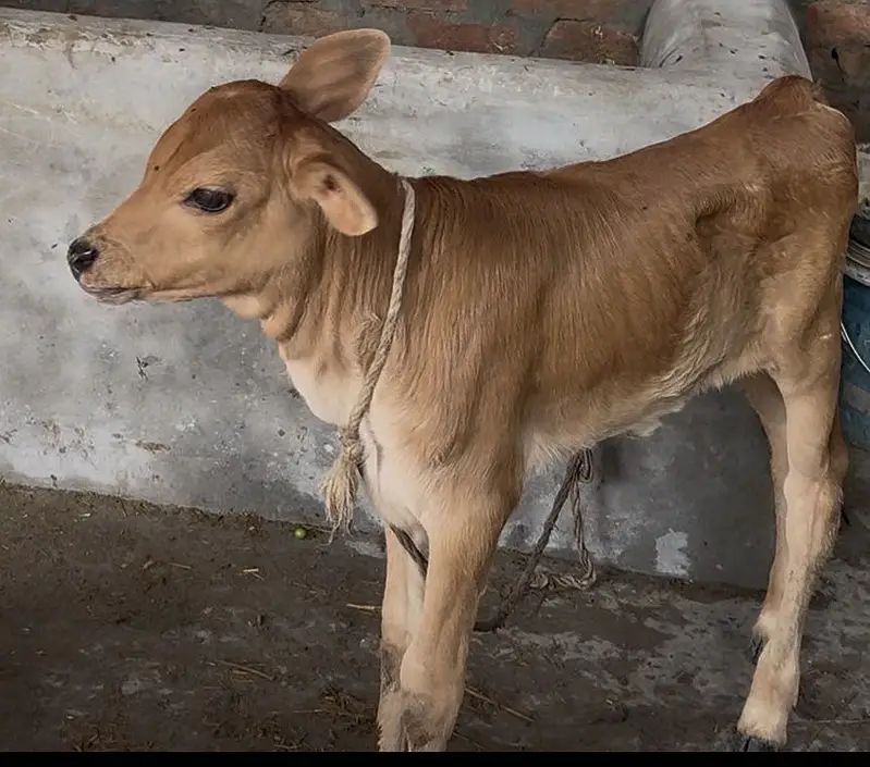 Jarsi cross sahiwal cow taza sui he 15 din huiay 03077884688 — photo 4