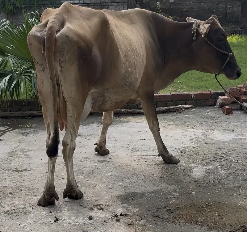Jarsi cross sahiwal cow taza sui he 15 din huiay 03077884688 — photo 5