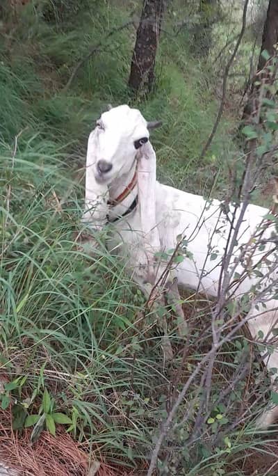 Gulabi Goat single for sale Rs 70,000/_