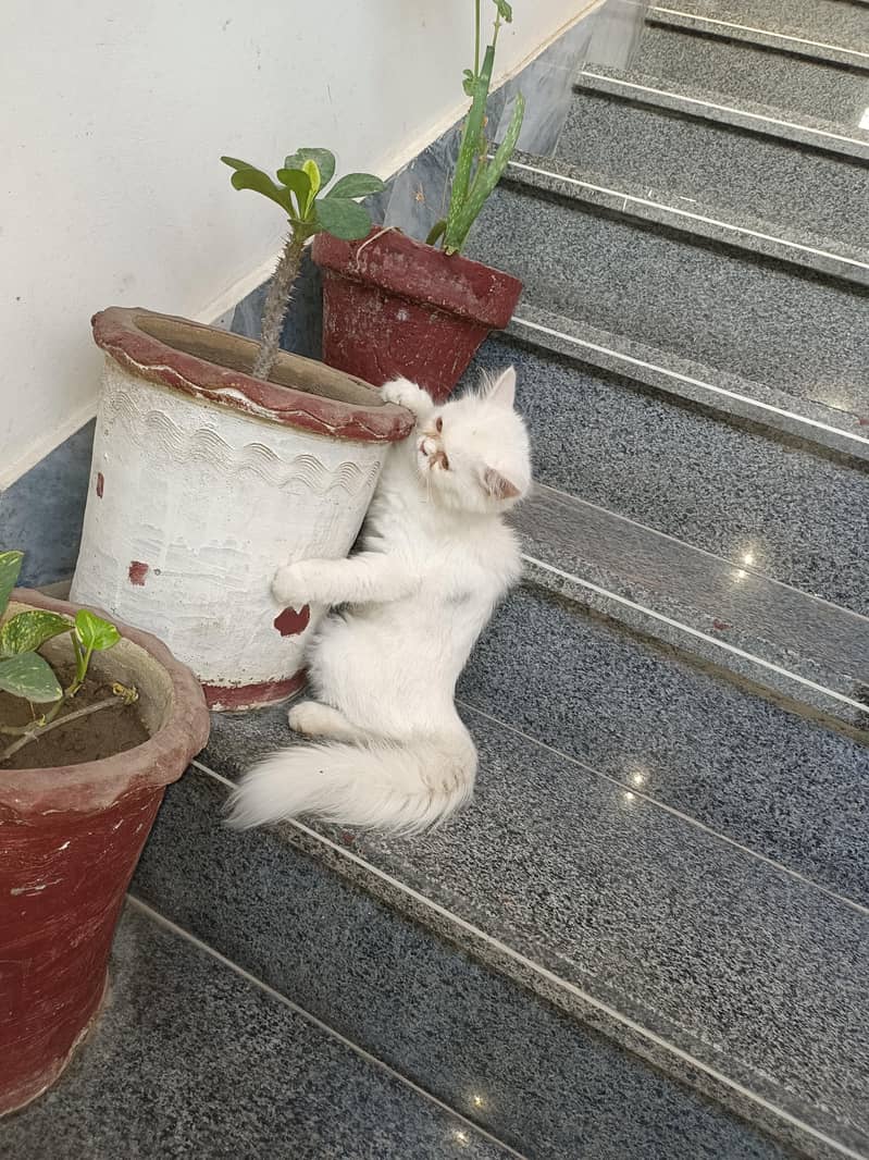 persion kitten 0