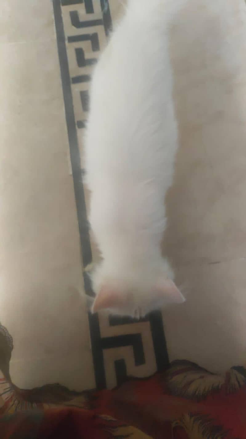 persion kitten 1