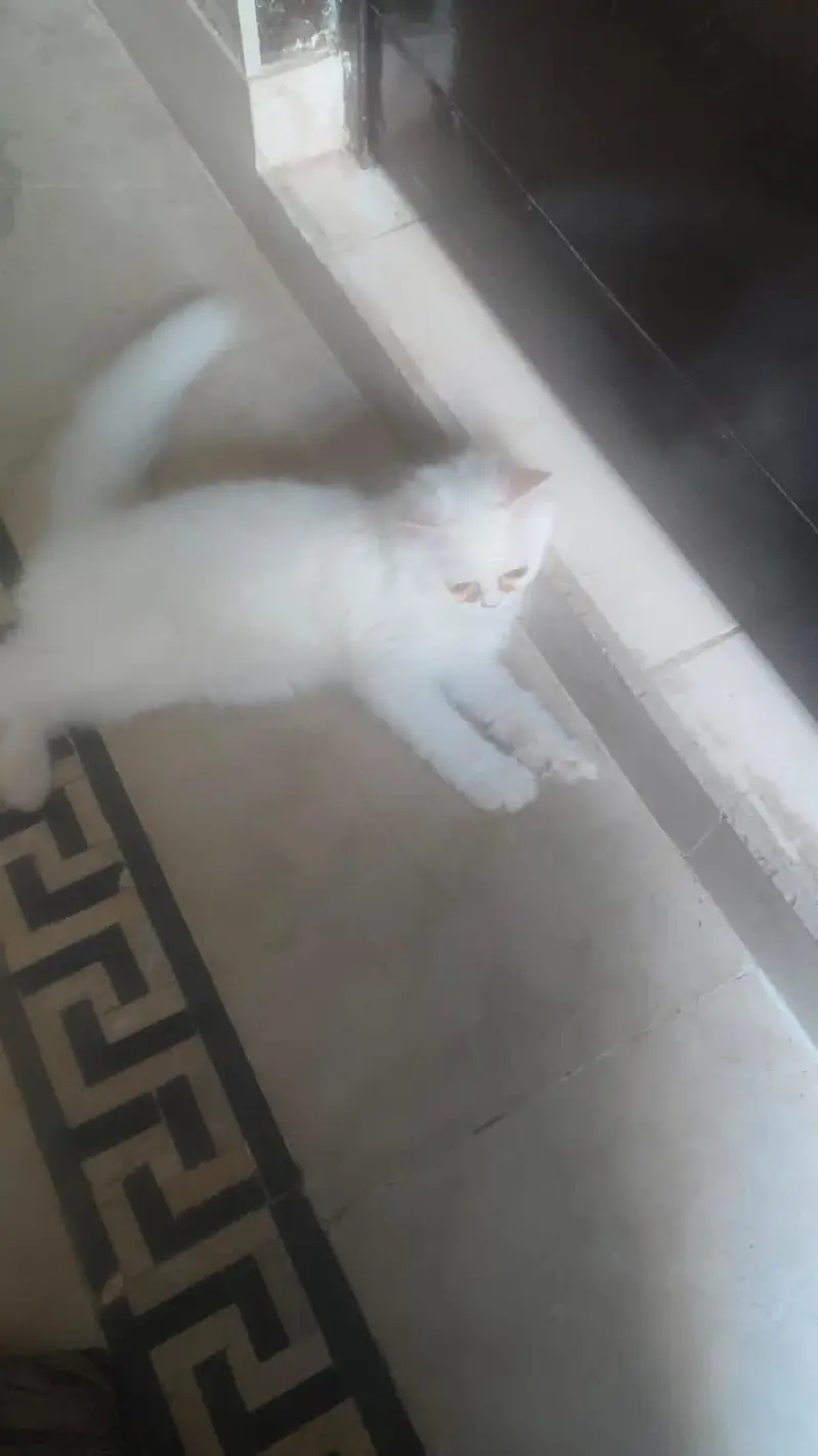 persion kitten — photo 3