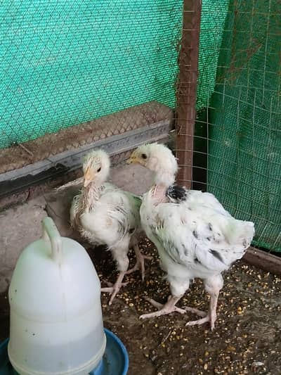 Suxxes chicks for sale